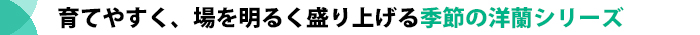 少し個性的な蘭の贈り物！洋蘭